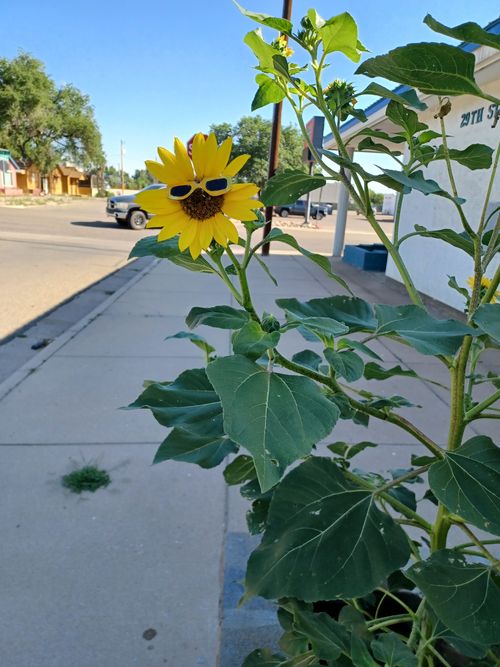 Sunflower on 29th Street outside The Medicine Shoppe Pueblo